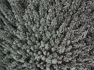 Aerial view of snowy trees in the mountains