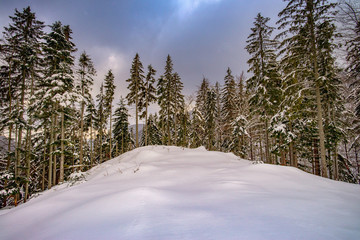 Fototapeta premium View of snowy trees in the mountains