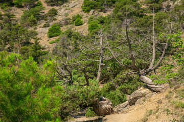 Beautiful summer sea landscape in the mountains at the resort in the Crimea