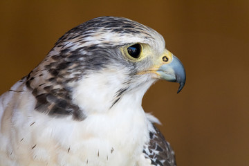 Bird of prey 1