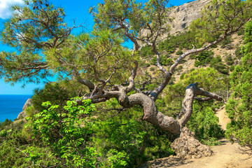 Beautiful summer sea landscape in the mountains at the resort in the Crimea