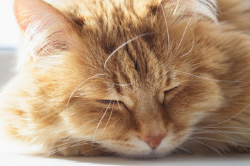 Cute fluffy ginger cat sleep and relax, muzzle portrait