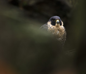 Peregrine Falcon in autumn forrest