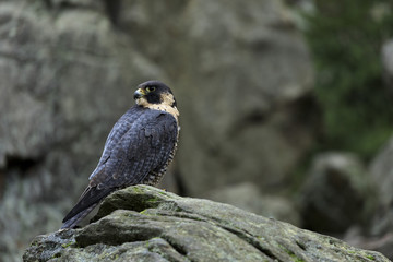 Peregrine Falcon in autumn forrest
