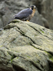 Peregrine Falcon in autumn forrest
