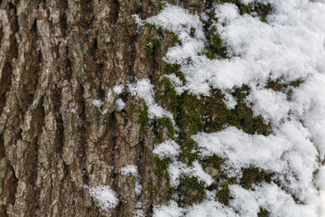 image of the tree bark, partially covered with snow