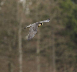 Peregrine Falcon in flight
