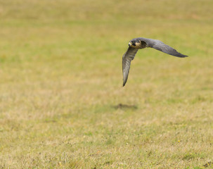 Peregrine Falcon in flight