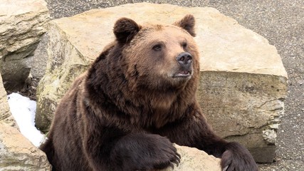 Fototapeta na wymiar Sad brown bear looking into the camera