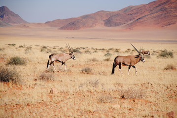Fototapeta na wymiar Oryx in Afrika
