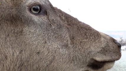 Fototapeta premium Close-up of a male red deer