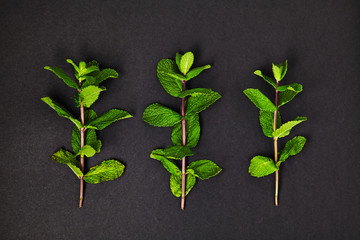 Useful herbs. Mint. Fragrant. Green. Freshness. For your design. Isolated.