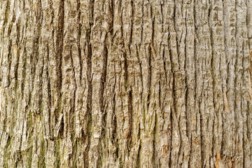 Brown tree trunk, background, texture