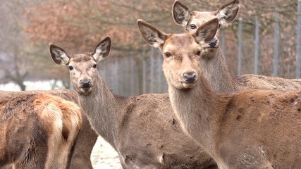 Red deer, Cervus elaphus, single young female in velvet
