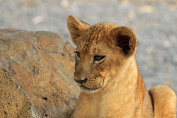 Lion cub, Casela Nature Park, Mauritius