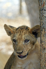 Lion cub, Casela Nature Park, Mauritius