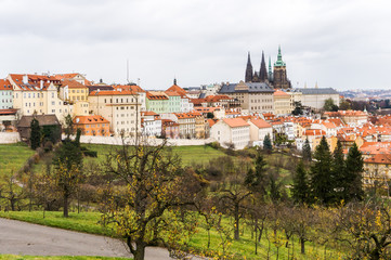 Obraz premium Skyline of Prague old houses and St. Vitus Cathedral, view from Petrin hill
