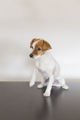 portrait of a cute small dog sitting on a table over white background. Pets indoors