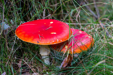 South Bohemia, Czech republic
