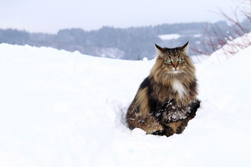 Eine Norwegische Waldkatze im hohen Schnee