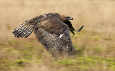Obraz premium Golden eagle in flight