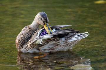 South Bohemia, Czech republic