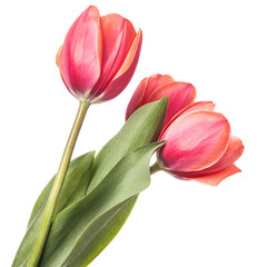 Isolated tulip flowers on a white background