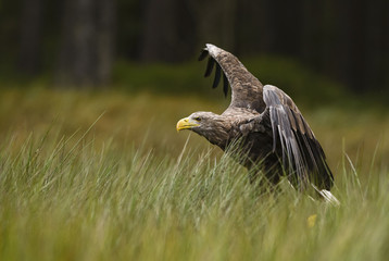 White-tailed Eagle - Haliaeetus albicilla, large Euroasian bird of prey sitting in grass near the...
