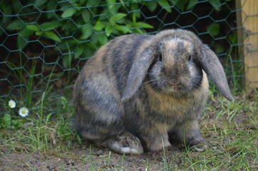 kaninchen