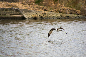 低空を飛ぶミサゴ