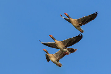 wild geese in flight