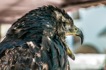 Black hawk with beak open