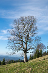 Obraz premium Herbstlicher Baum am Berghang