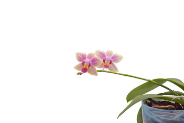 Flower orchid. Purple. On white background.