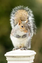 Foto auf Acrylglas Grey Squirrel on Fence © Glenn
