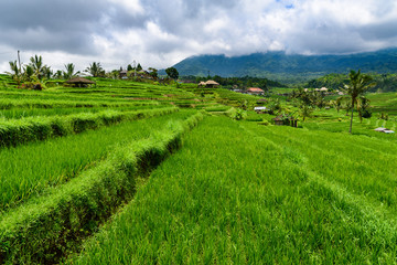 Obraz premium Jatiluwih rice terraces, Bali, Indonesia