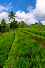 Fototapeta na wymiar Jatiluwih rice terraces, Bali, Indonesia