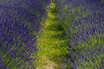 Lavender Field Provence