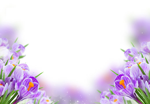 Fototapeta Violet crocus flowers