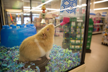 Brown guinea pig drinking water
