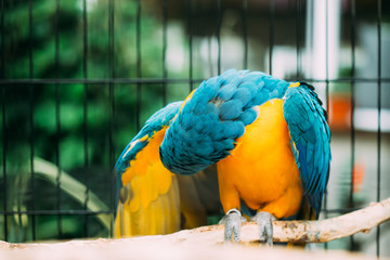 Blue-and-yellow Macaw Also Known As The Blue-and-gold Macaw In Zoo
