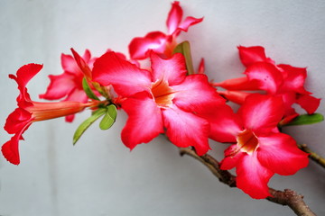 Red-pinkish desert rose flowers. Garden in Bontoc-Mountain province-Philippines. 0211