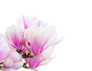 Blossoming pink  magnolia Flowers