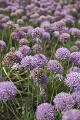 Fototapeta premium Allium senescens