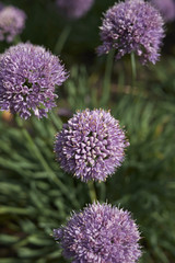 Allium senescens