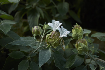 Barleria albostellata