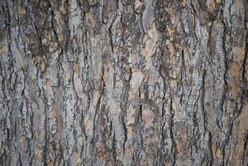 Cedrus deodara