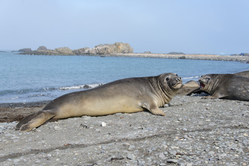 Elephant seal on beach