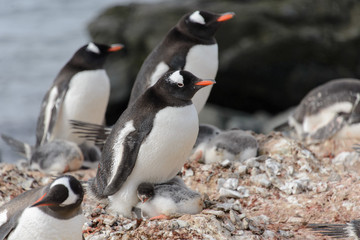 Obraz premium Gentoo penguin with chicks in nest