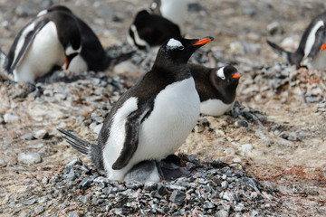Naklejka premium Gentoo penguin with chicks in nest